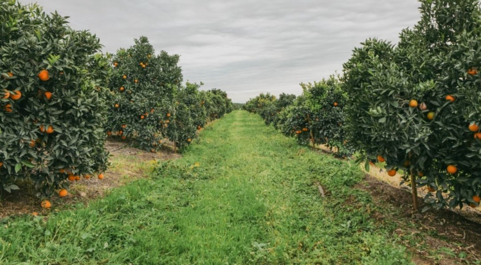 Buck Brand Organic Citrus