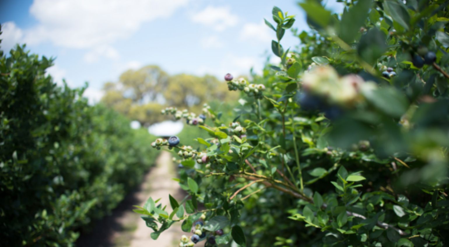 Miles Berry Farm