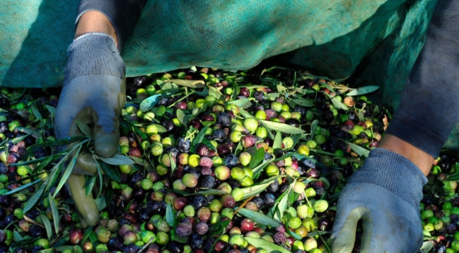 Olive Orchards of Georgia