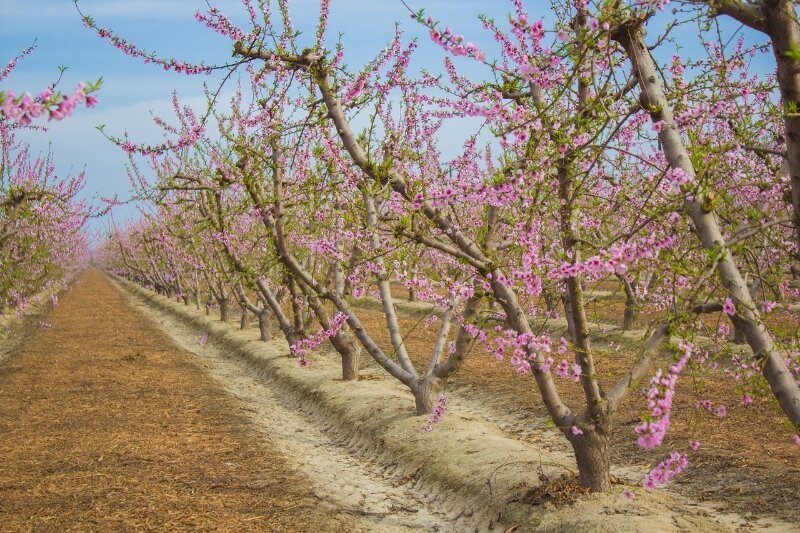 Mountain View Fruit Farm
